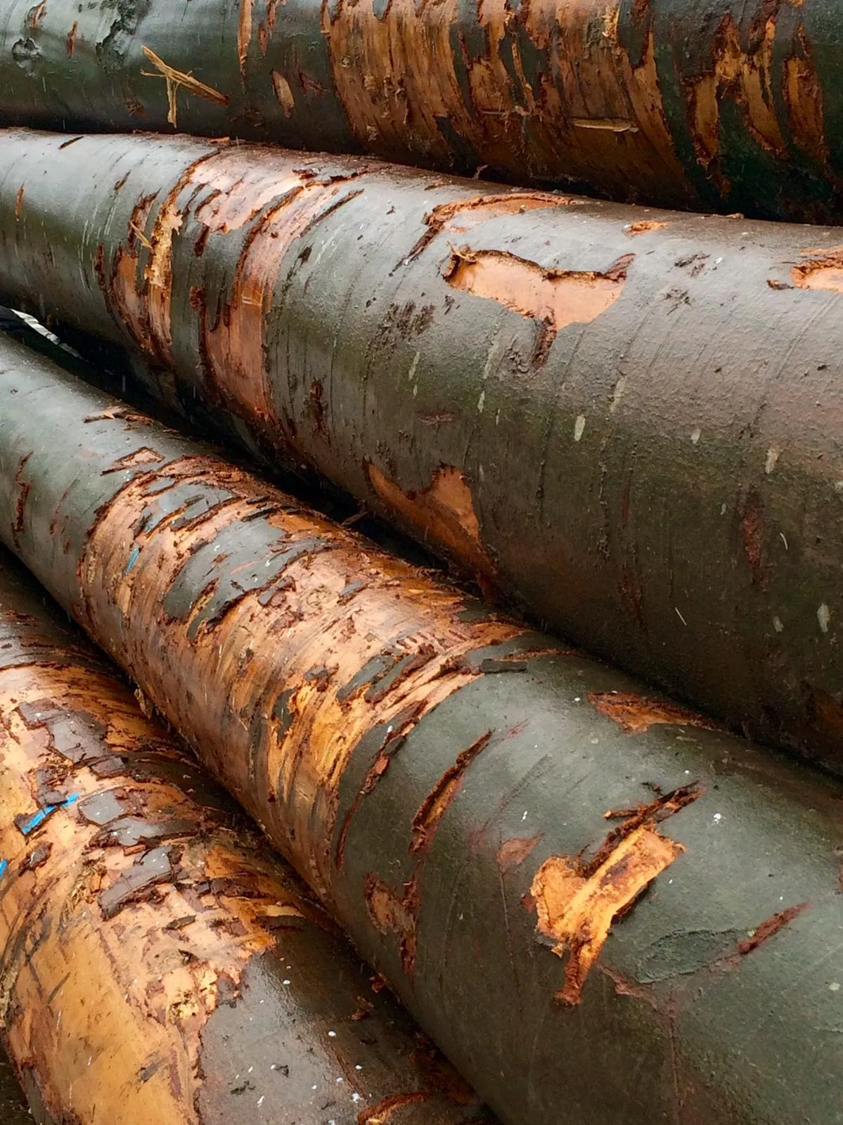 Close-up of hardwood logs with peeling bark