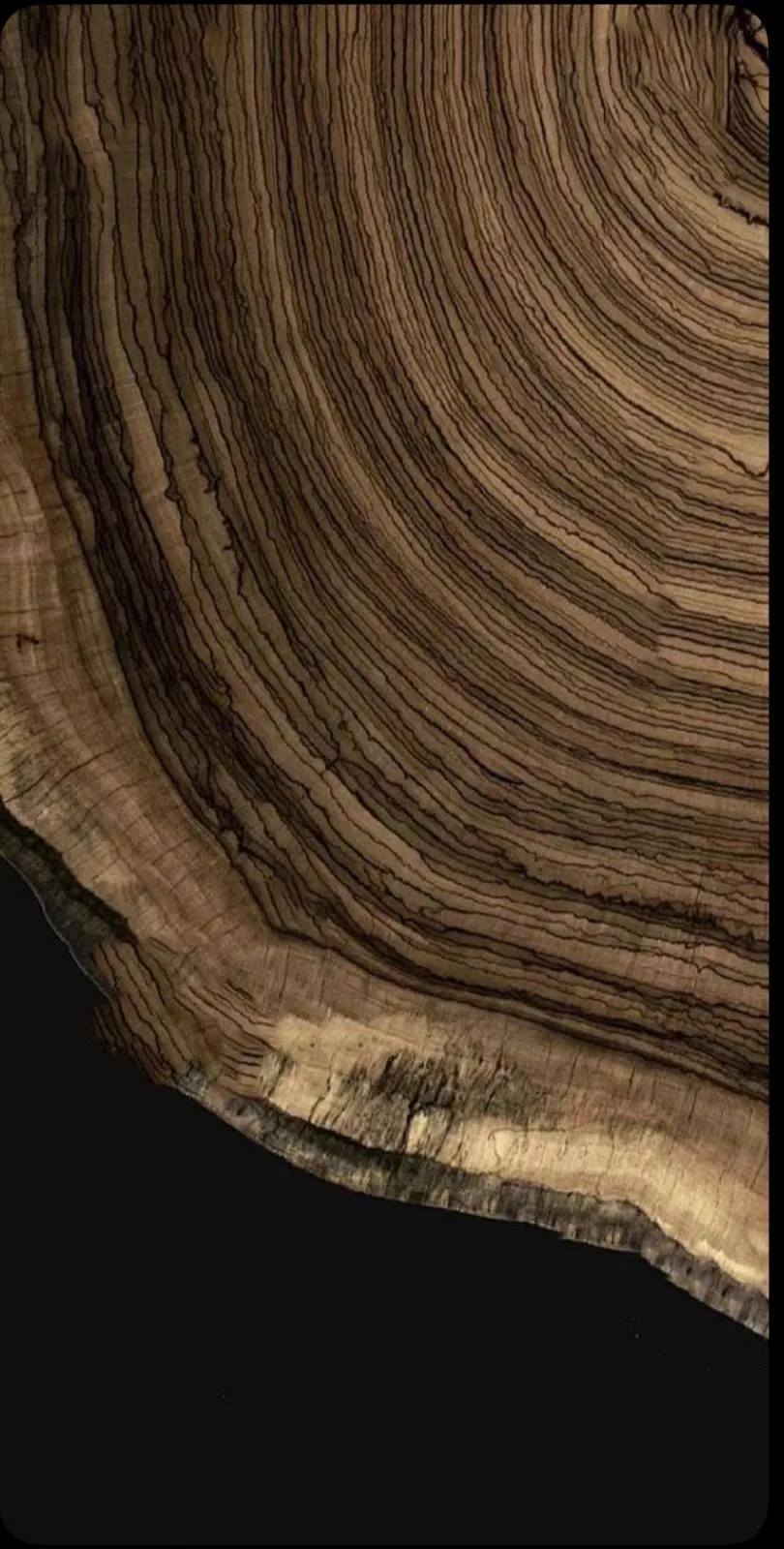 Close-up of wood grain and growth rings