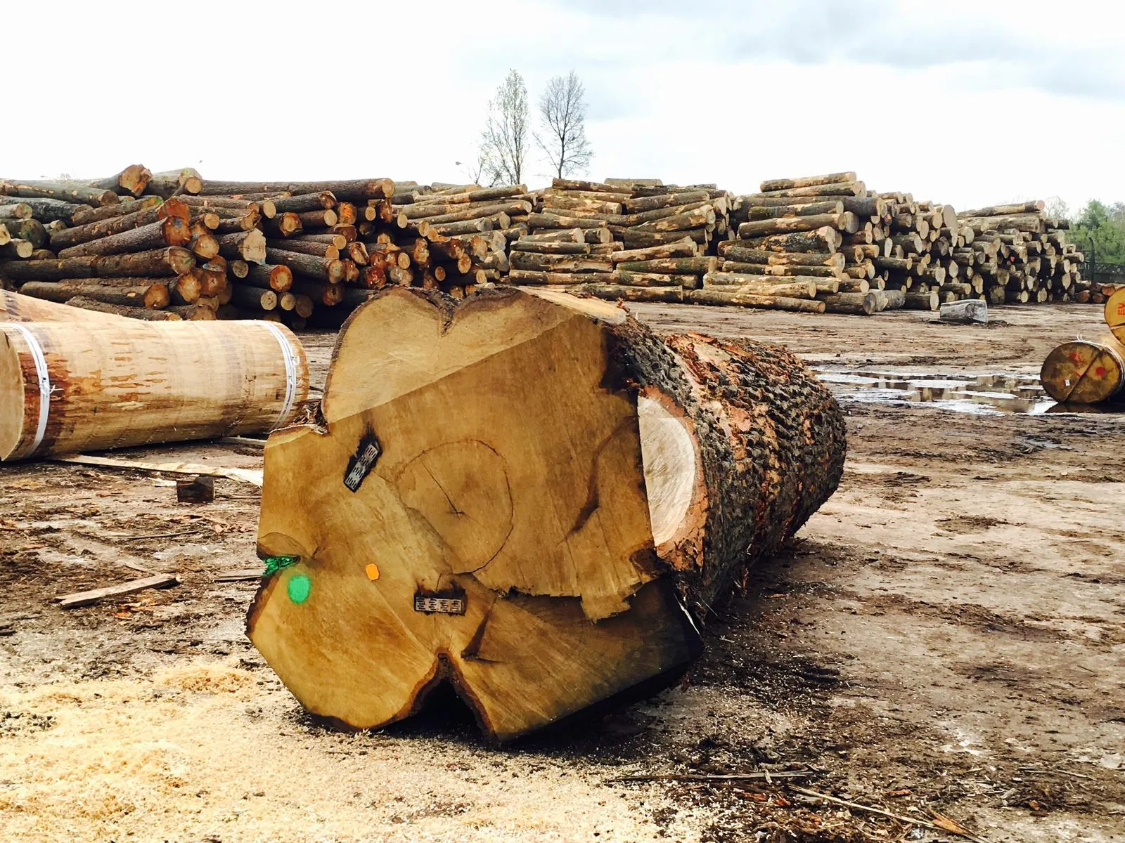 Large hardwood log in the foreground of a log yard