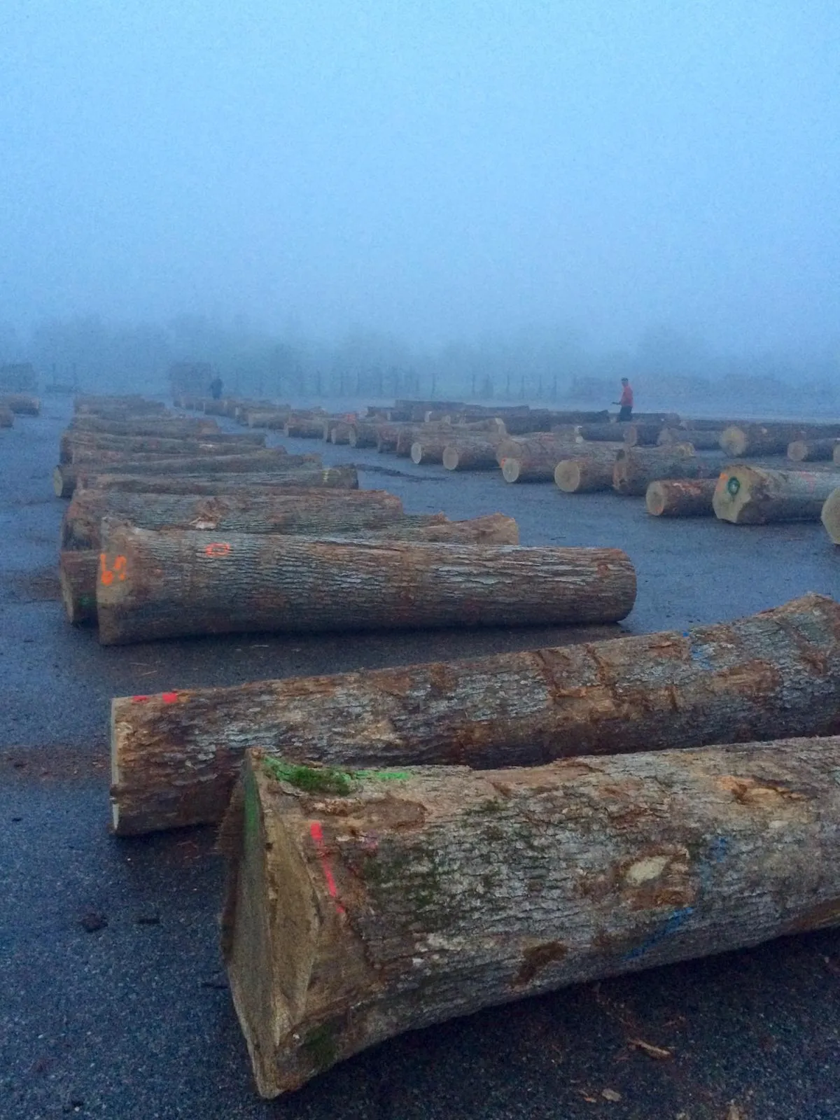 Rows of hardwood logs laid out in a log yard on a foggy morning