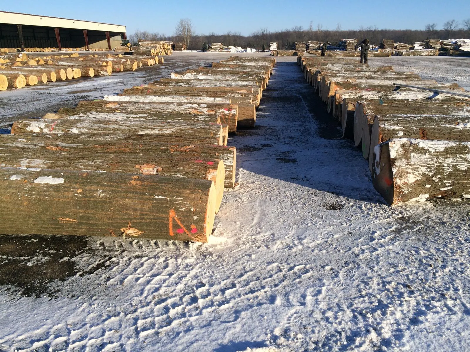 Rows of logs at a log yard in winter
