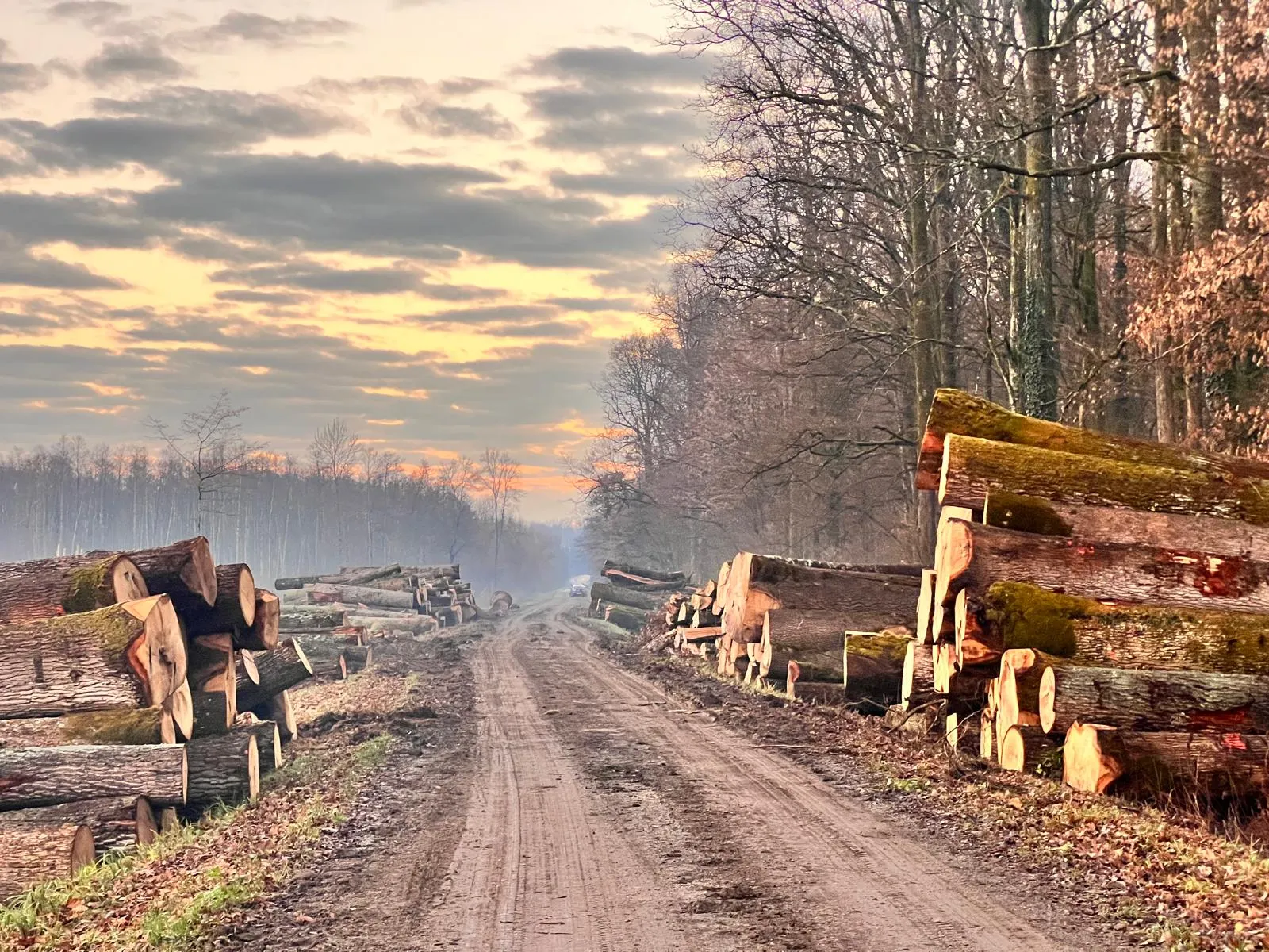 Logs stacked along a forest road at sunrise