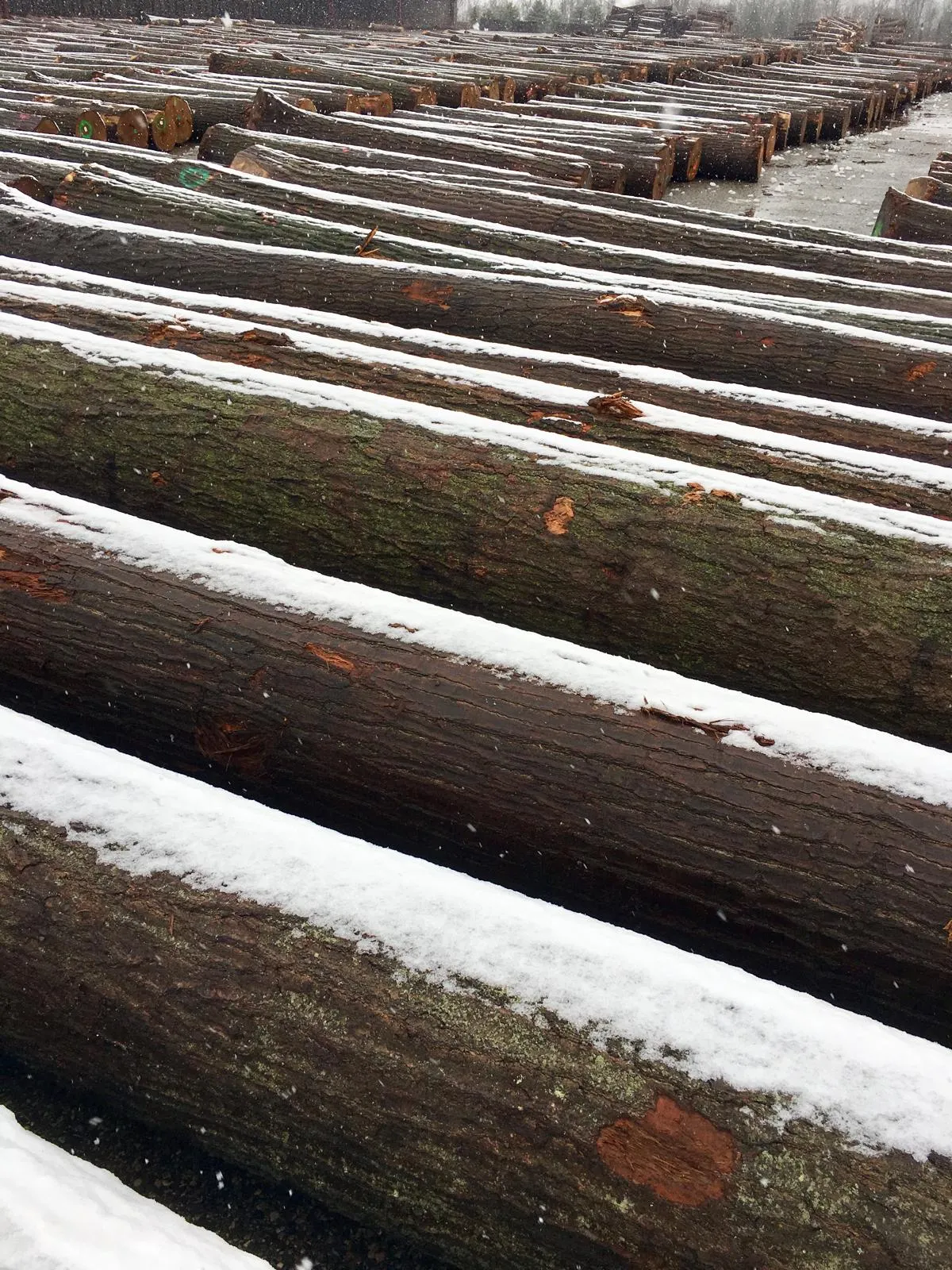 Rows of snow-covered logs