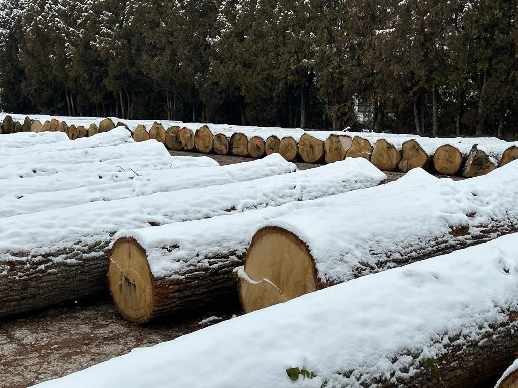 Snow-covered logs at the edge of a forest