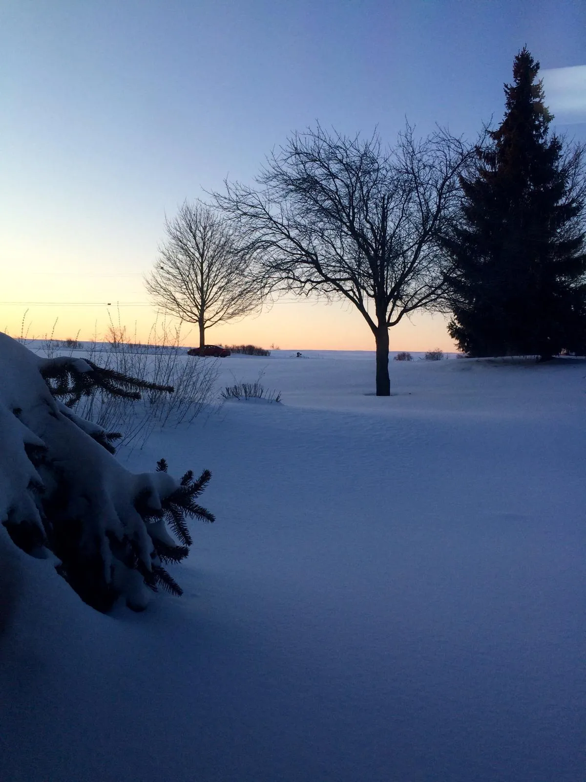 Snow-covered landscape with trees at dusk