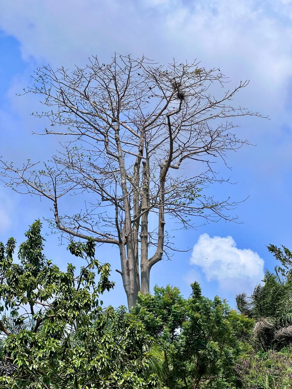 Tall tree rising above tropical vegetation