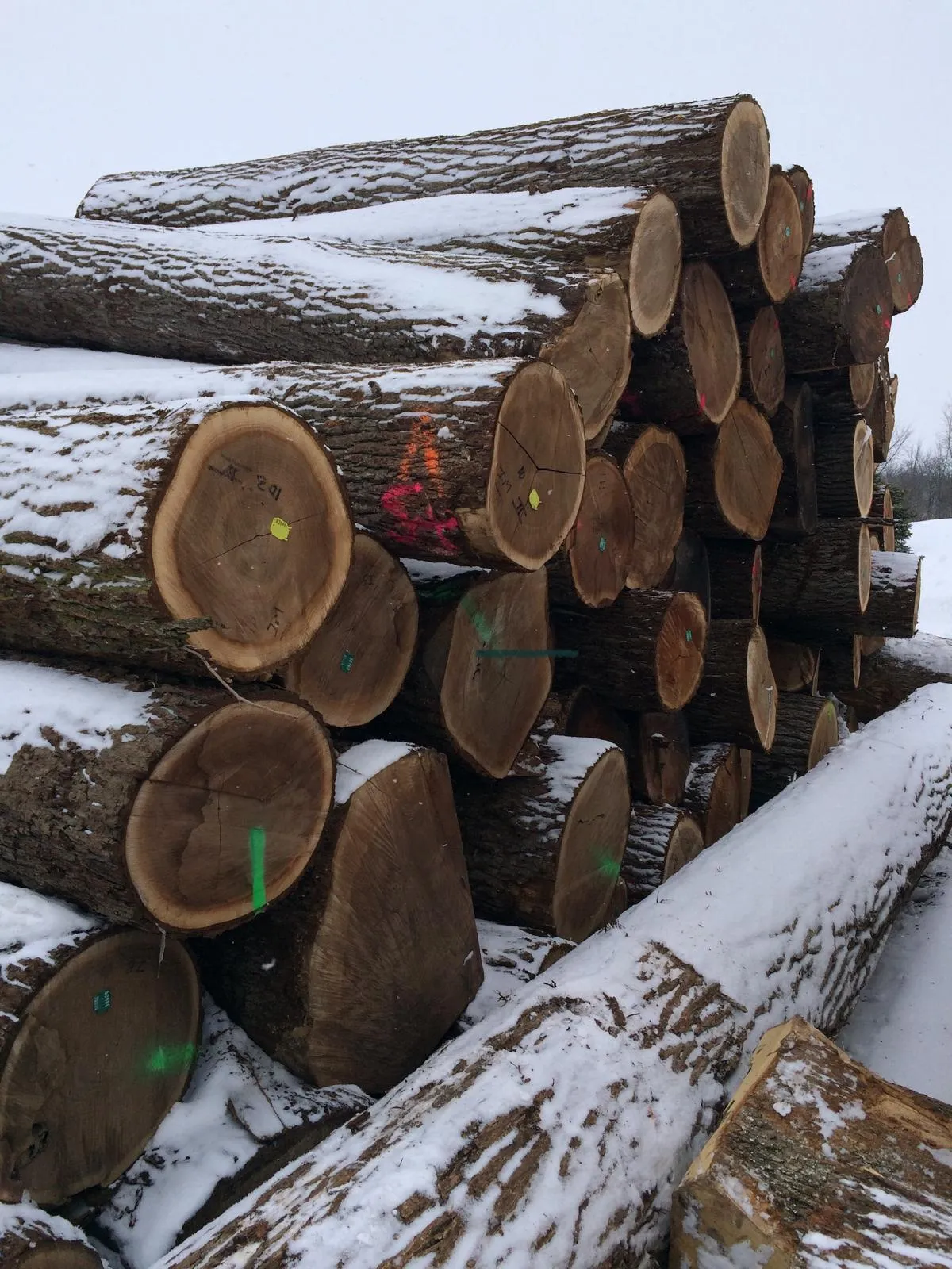 Stack of snow-covered logs