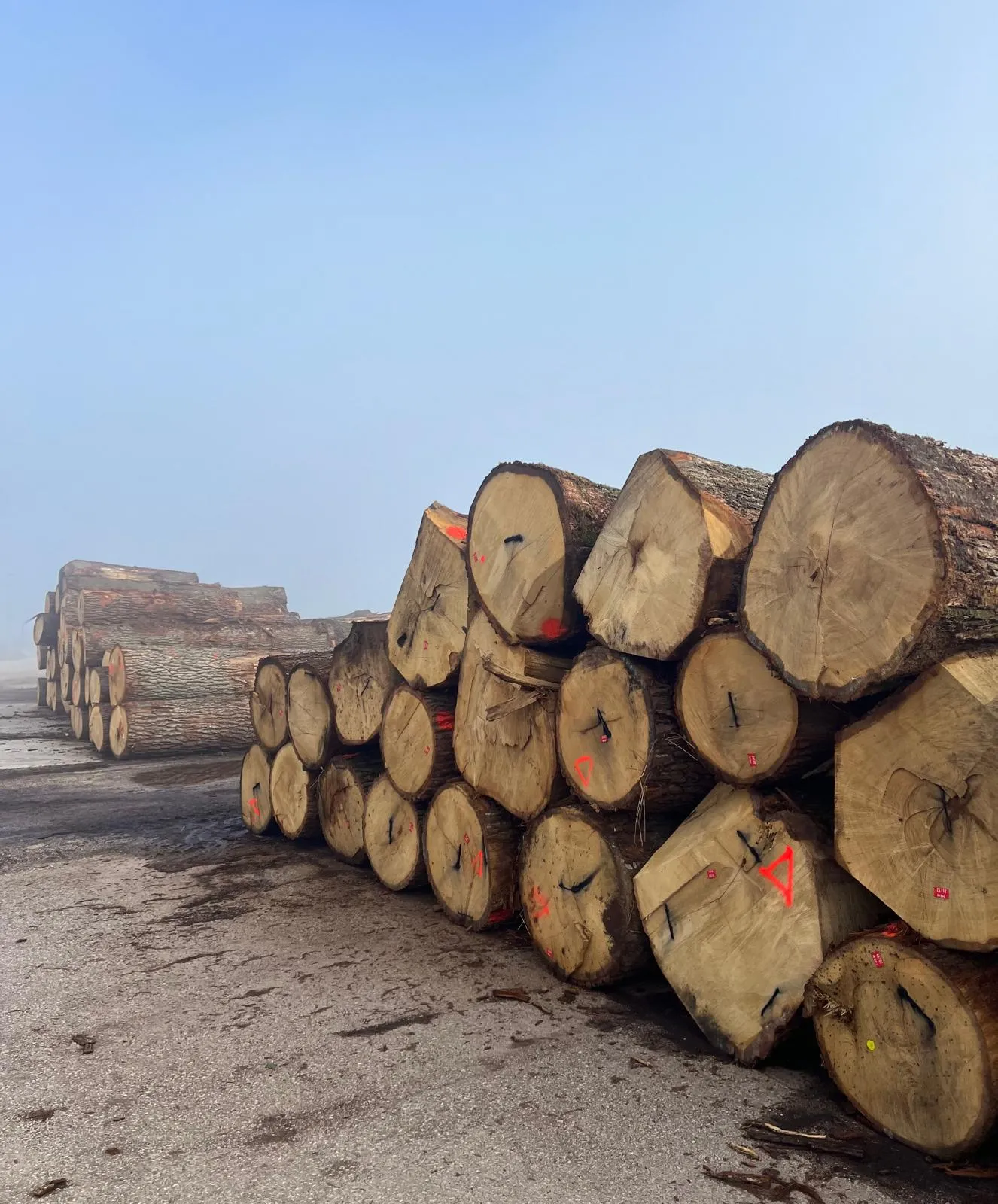 Stacked hardwood logs at a log yard