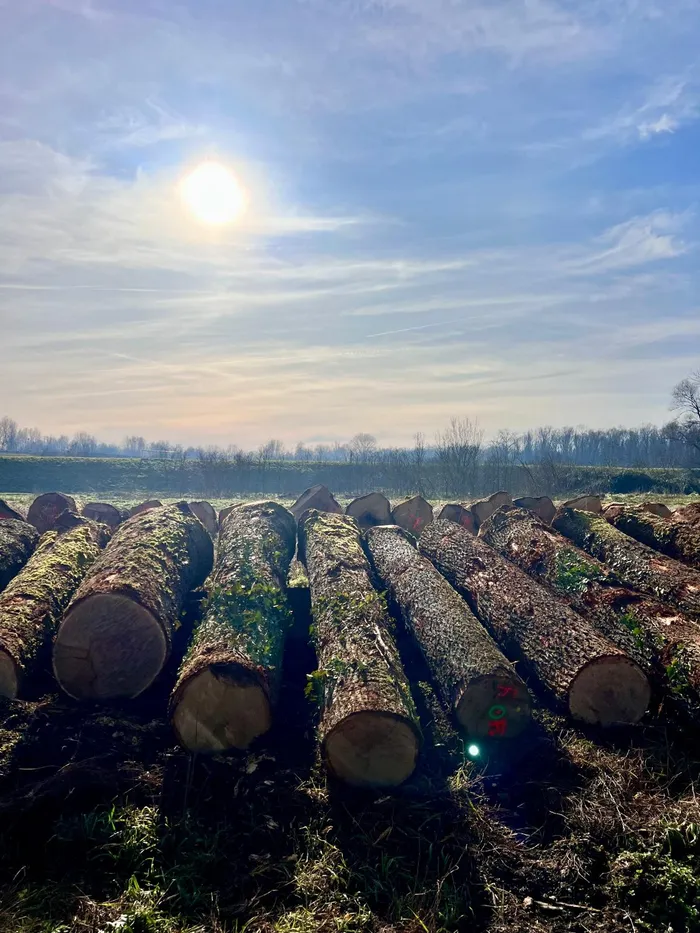 Nachhaltig bewirtschafteter Wald