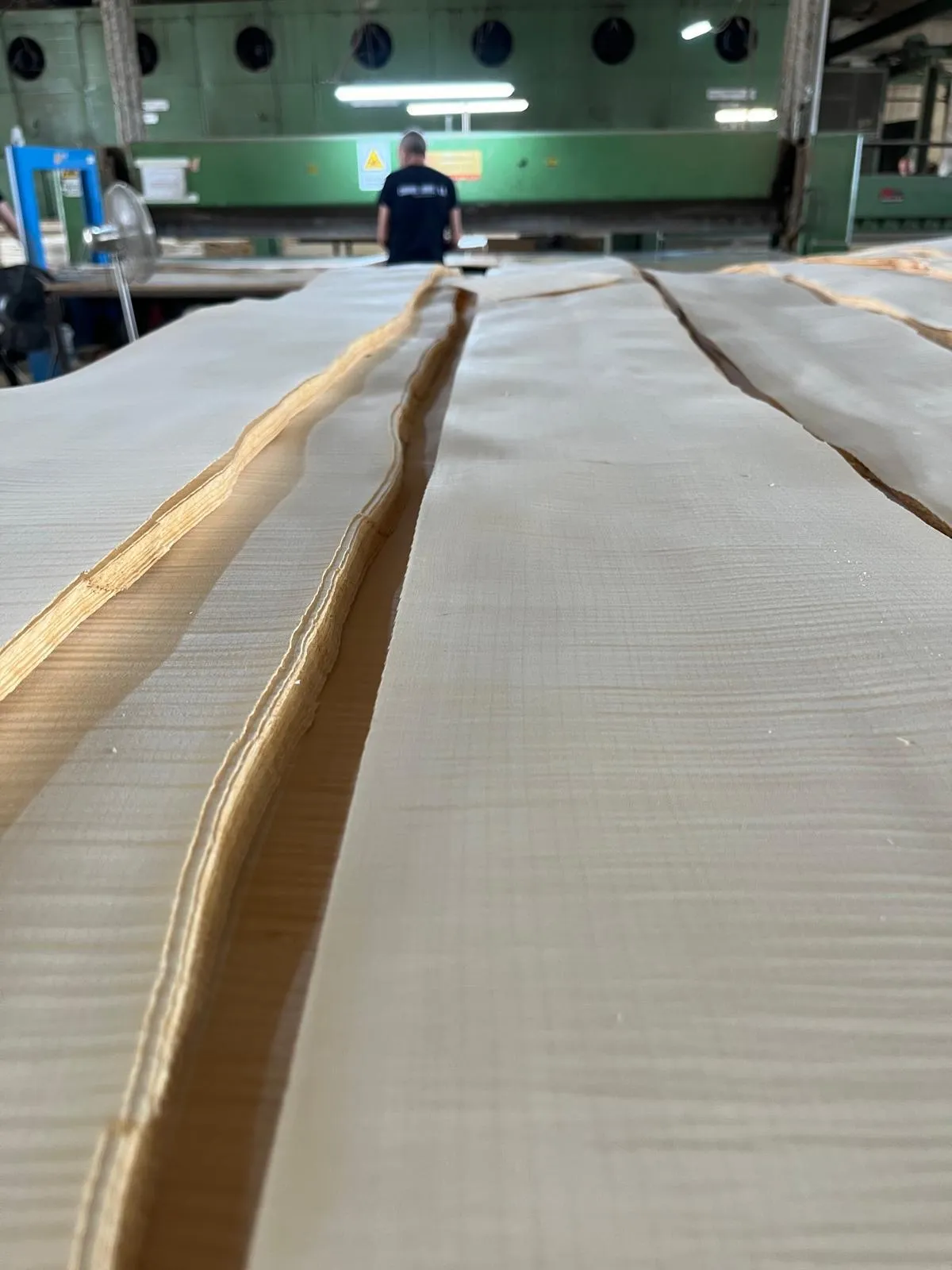 Long veneer leaves laid out in a veneer mill